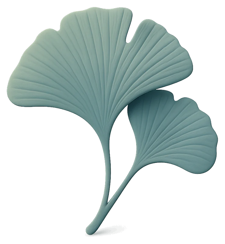 Feuilles de ginkgo biloba